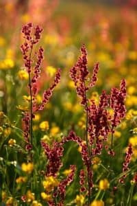 18 Sekunden mit ... Christian Morgenstern (1871 – 1914)